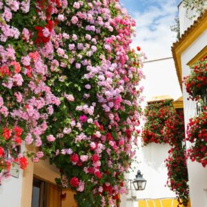 cordoba en mayo
